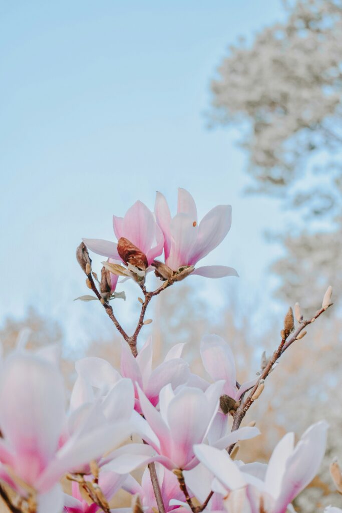 jacalyn beales nitdzsaeagk unsplash (1)